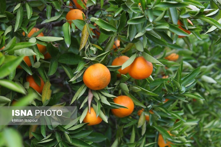 آغاز برداشت مرکبات - سوادکوه