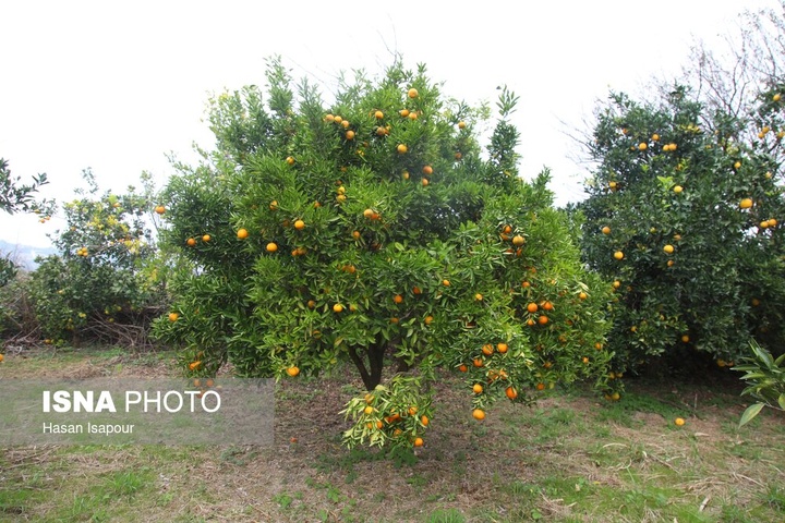 آغاز برداشت مرکبات - سوادکوه