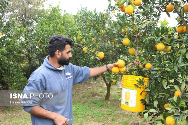 آغاز برداشت مرکبات - سوادکوه
