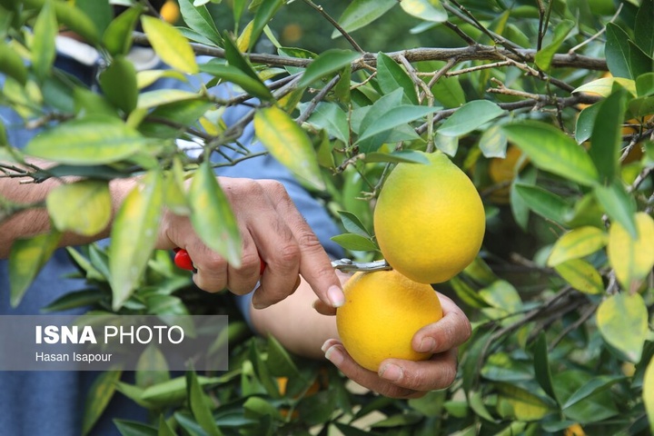 آغاز برداشت مرکبات - سوادکوه