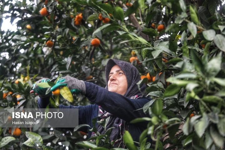 آغاز برداشت مرکبات - سوادکوه