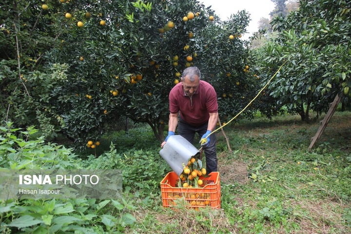 آغاز برداشت مرکبات - سوادکوه