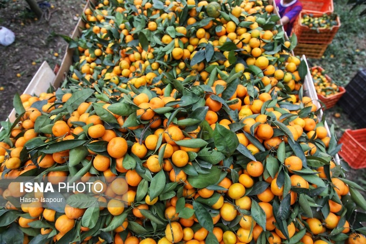 آغاز برداشت مرکبات - سوادکوه