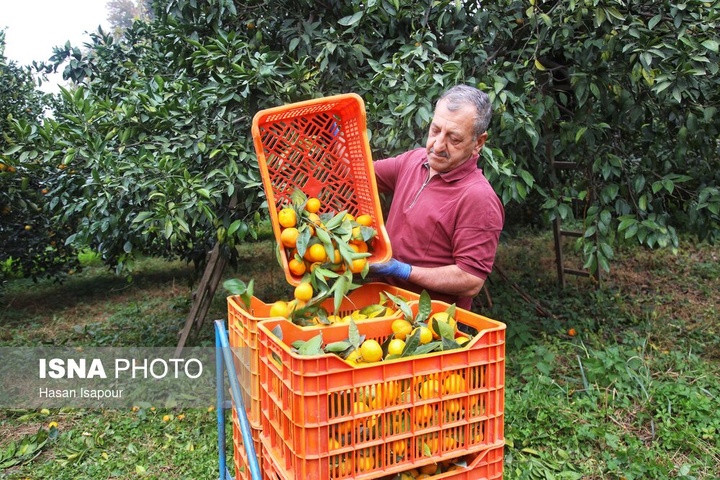 آغاز برداشت مرکبات - سوادکوه
