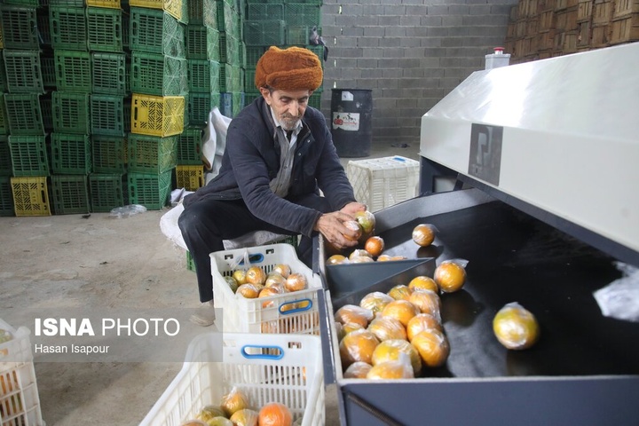 آغاز برداشت مرکبات - سوادکوه