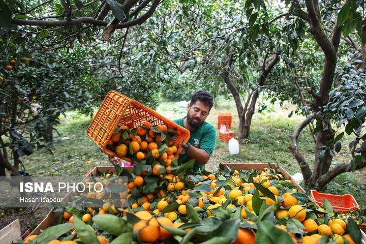 آغاز برداشت مرکبات - سوادکوه