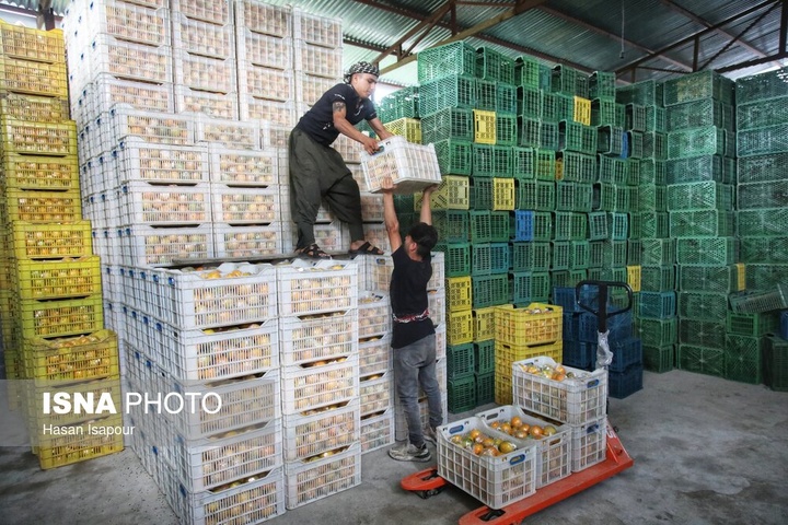 آغاز برداشت مرکبات - سوادکوه