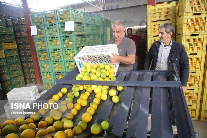 آغاز برداشت مرکبات - سوادکوه