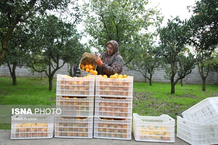 آغاز برداشت مرکبات - سوادکوه