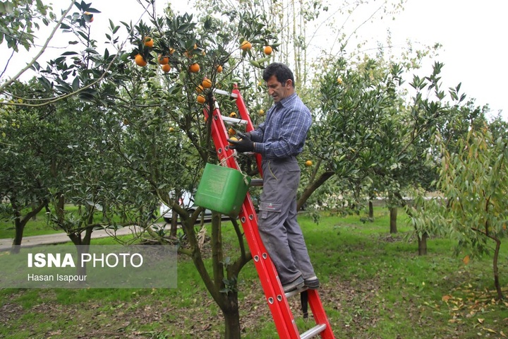 آغاز برداشت مرکبات - سوادکوه