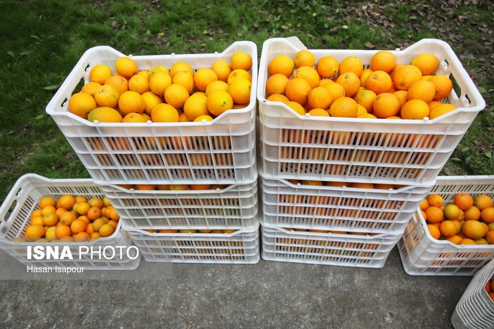 آغاز برداشت مرکبات - سوادکوه