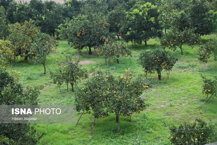 آغاز برداشت مرکبات - سوادکوه