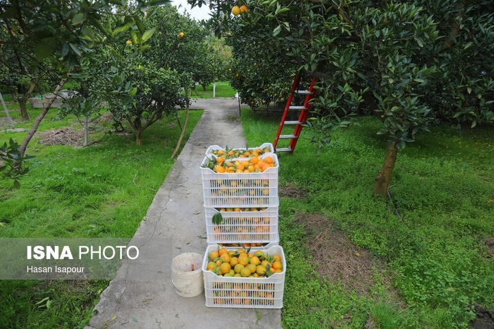 آغاز برداشت مرکبات - سوادکوه