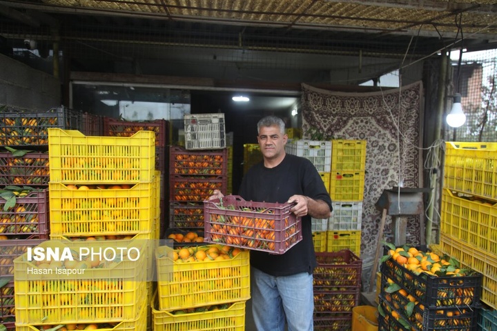 آغاز برداشت مرکبات - سوادکوه