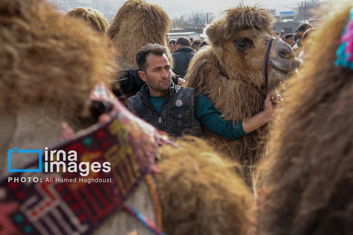 جشنواره وَرنی روستای نجف تراکمه