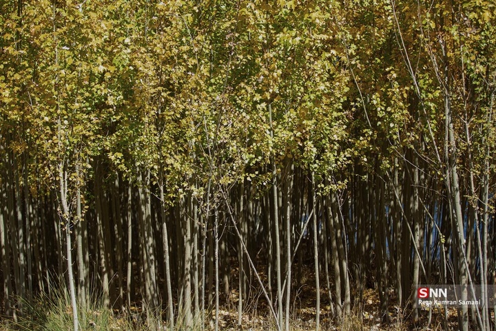طبیعت پاییزی حاشیه زاینده رود در شهرستان سامان