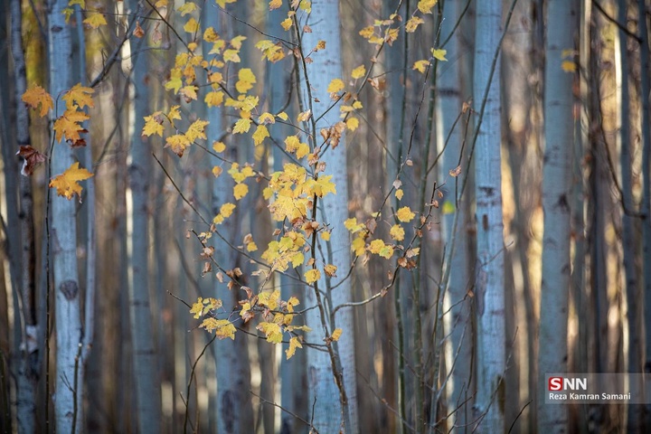 طبیعت پاییزی حاشیه زاینده رود در شهرستان سامان