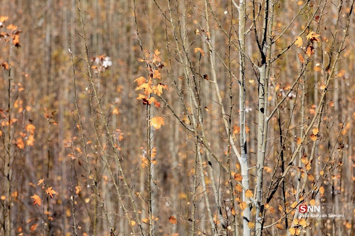 طبیعت پاییزی حاشیه زاینده رود در شهرستان سامان
