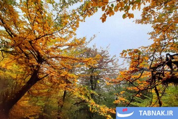 رنگ‌آمیزی پاییز در جنگل‌های گرگان
