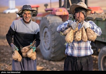 برداشت چغندر قند در شهرستان سلسله