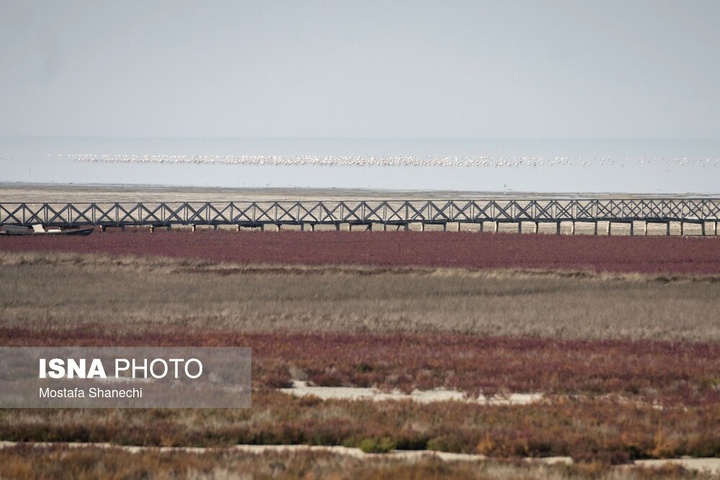 آخرین نفس‌های بزرگ‌ترین خلیج خزر