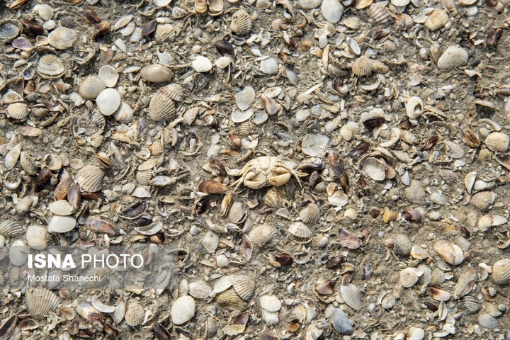 آخرین نفس‌های بزرگ‌ترین خلیج خزر