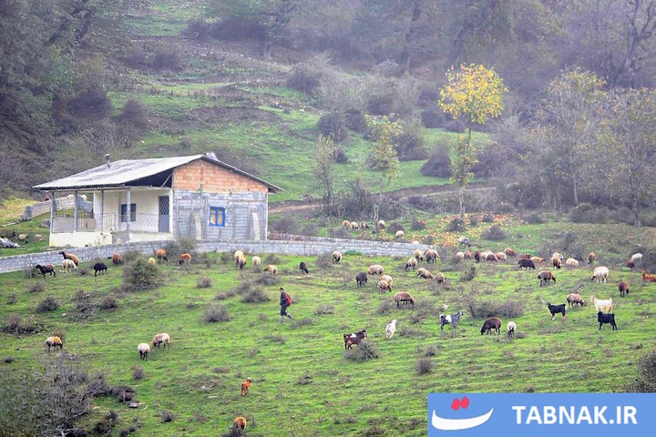 رنگ‌آمیزی پاییز در جنگل‌های گرگان