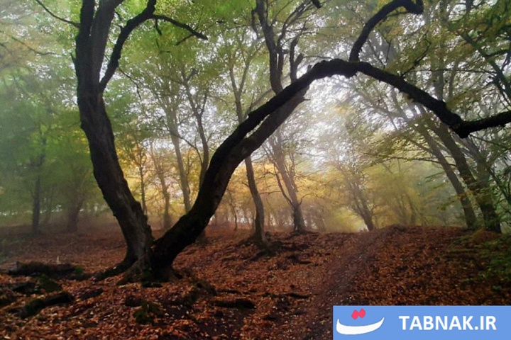رنگ‌آمیزی پاییز در جنگل‌های گرگان