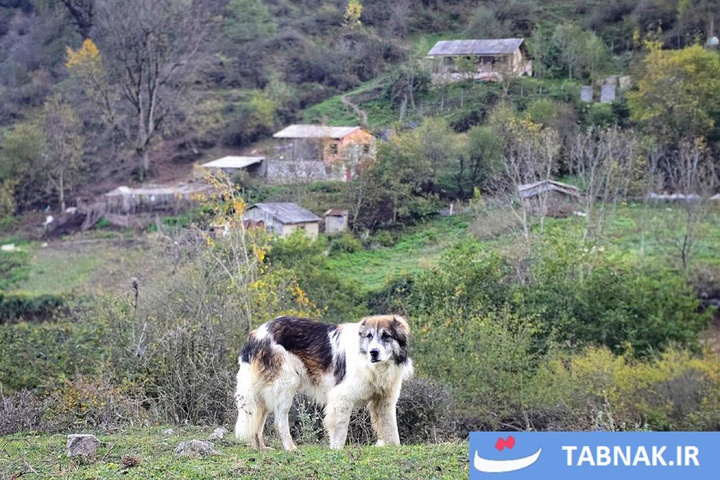 رنگ‌آمیزی پاییز در جنگل‌های گرگان