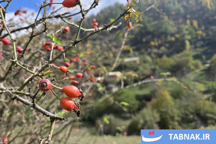 رنگ‌آمیزی پاییز در جنگل‌های گرگان