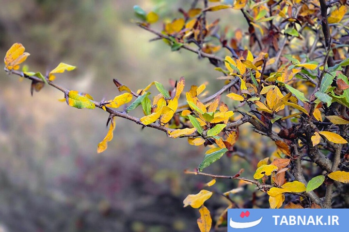 رنگ‌آمیزی پاییز در جنگل‌های گرگان