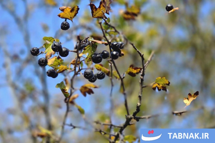 رنگ‌آمیزی پاییز در جنگل‌های گرگان