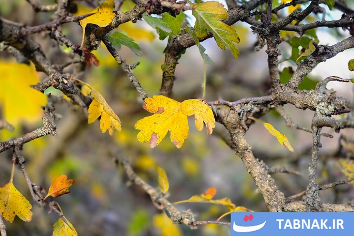 رنگ‌آمیزی پاییز در جنگل‌های گرگان