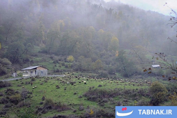 رنگ‌آمیزی پاییز در جنگل‌های گرگان