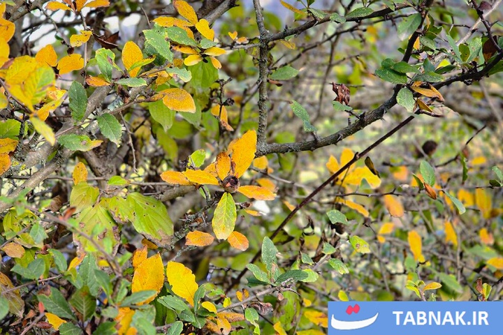 رنگ‌آمیزی پاییز در جنگل‌های گرگان