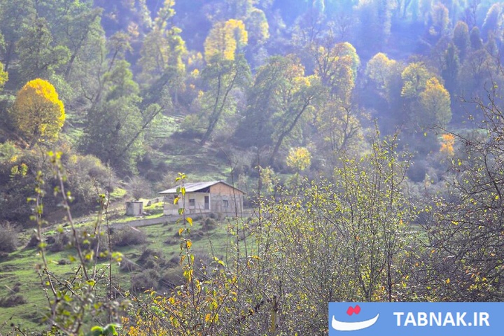 رنگ‌آمیزی پاییز در جنگل‌های گرگان