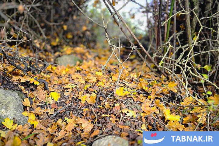 رنگ‌آمیزی پاییز در جنگل‌های گرگان