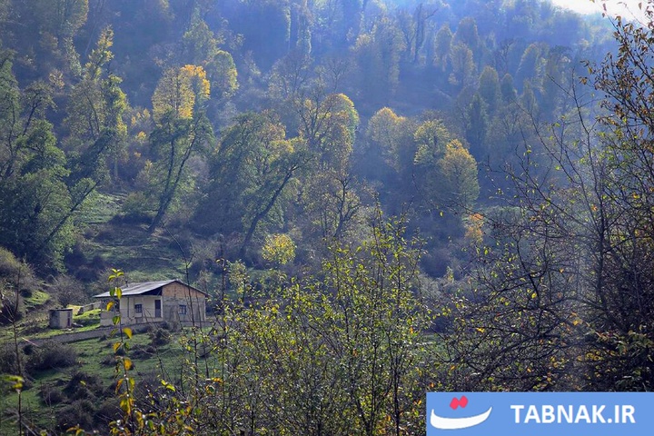 رنگ‌آمیزی پاییز در جنگل‌های گرگان