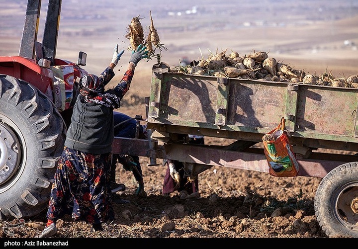 برداشت چغندر قند در شهرستان سلسله