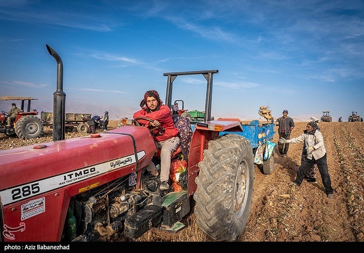 برداشت چغندر قند در شهرستان سلسله