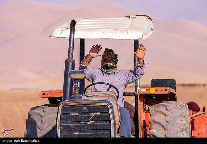 برداشت چغندر قند در شهرستان سلسله