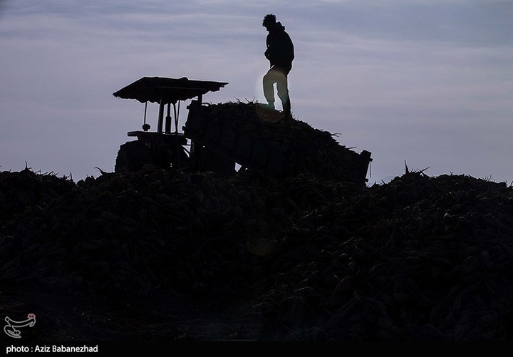 برداشت چغندر قند در شهرستان سلسله