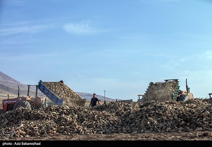 برداشت چغندر قند در شهرستان سلسله