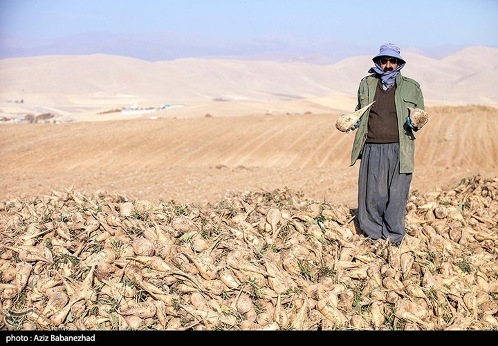 برداشت چغندر قند در شهرستان سلسله