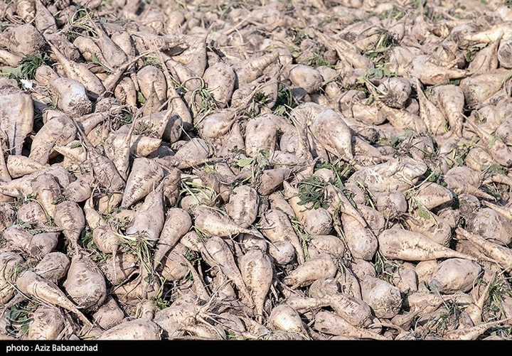 برداشت چغندر قند در شهرستان سلسله