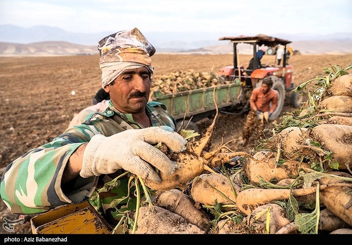 برداشت چغندر قند در شهرستان سلسله