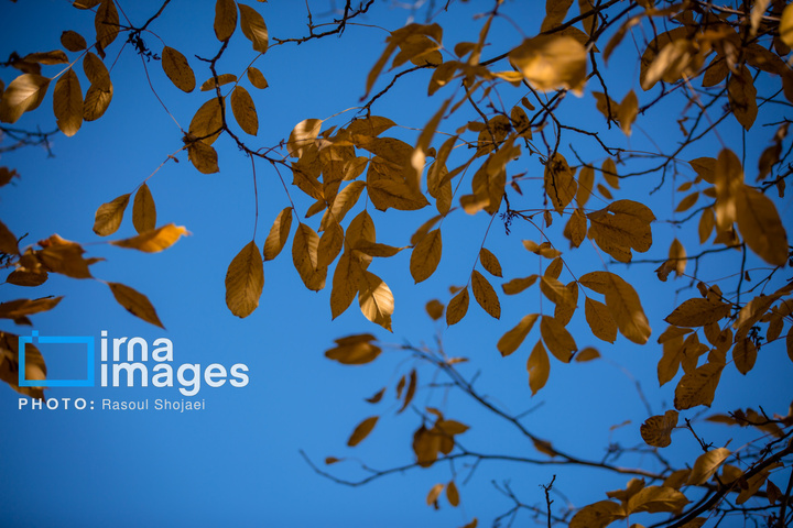 پاییز بی‌عابر ابیانه