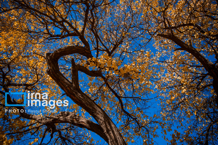 پاییز بی‌عابر ابیانه