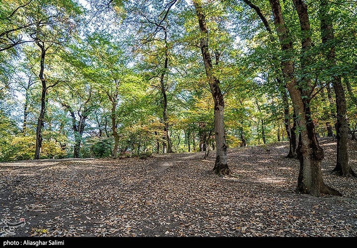 طبیعت پاییزی چشمه لال گلستان