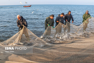 صید پره؛ سنت دیرین صیادان خزر